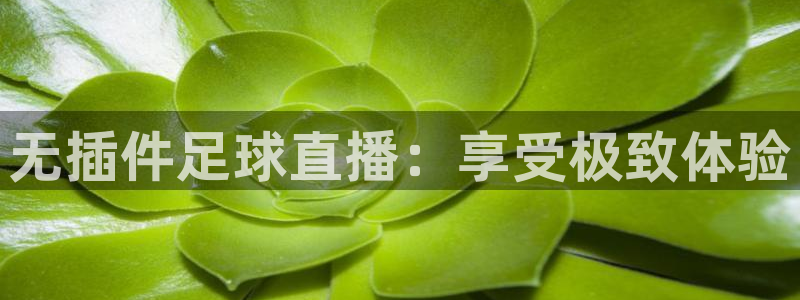 世界杯直播现场直播：无插件足球直播：享受极致体验